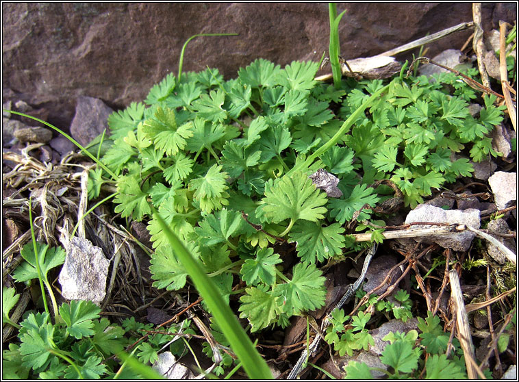 Parsley-piert, Aphanes arvensis, Mion�n mhuire