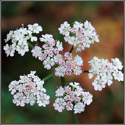 Upright Hedge-Parsley, Torilis japonica, Fionnas f�il