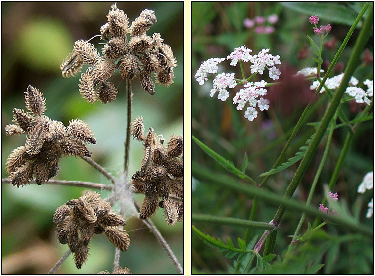 Upright Hedge-Parsley, Torilis japonica, Fionnas f�il
