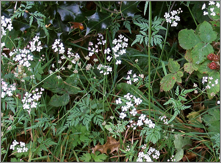 Upright Hedge-Parsley, Torilis japonica, Fionnas f�il