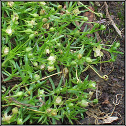 Procumbent Pearlwort, Sagina procumbens, Mong�n muire
