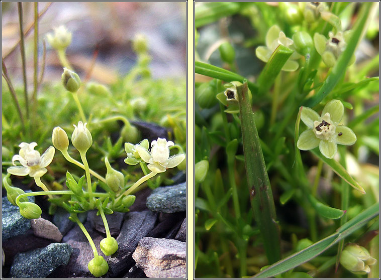 Procumbent Pearlwort, Sagina procumbens, Mong�n muire