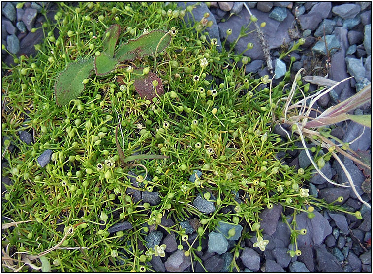 Procumbent Pearlwort, Sagina procumbens, Mong�n muire
