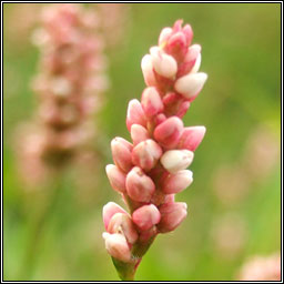 Redshank, Persicaria maculosa, Gl�ineach dhearg