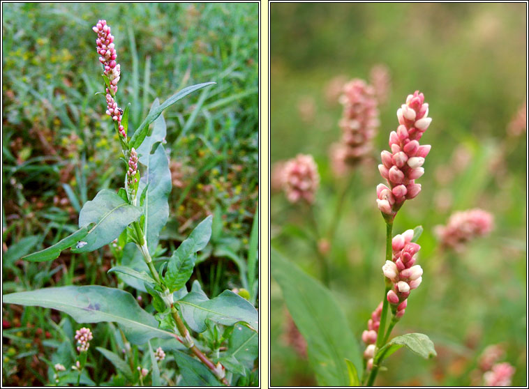 Redshank, Persicaria maculosa, Gl�ineach dhearg