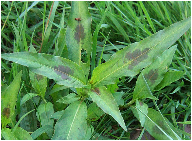 Redshank, Persicaria maculosa, Gl�ineach dhearg