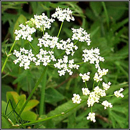 Pignut, Conopodium majus, C�lar�n