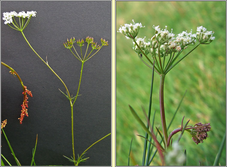 Pignut, Conopodium majus, C�lar�n