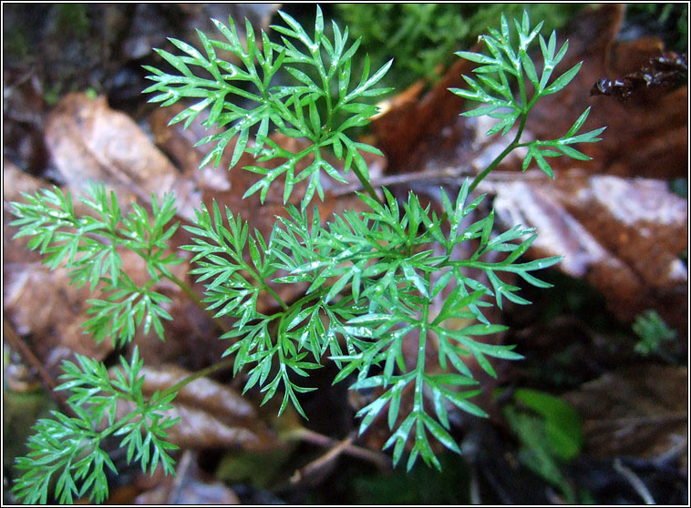 Pignut, Conopodium majus, C�lar�n
