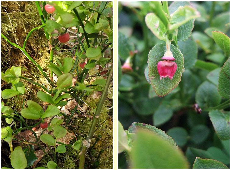 Bilberry, Vaccinium myrtillus, Fraoch�n