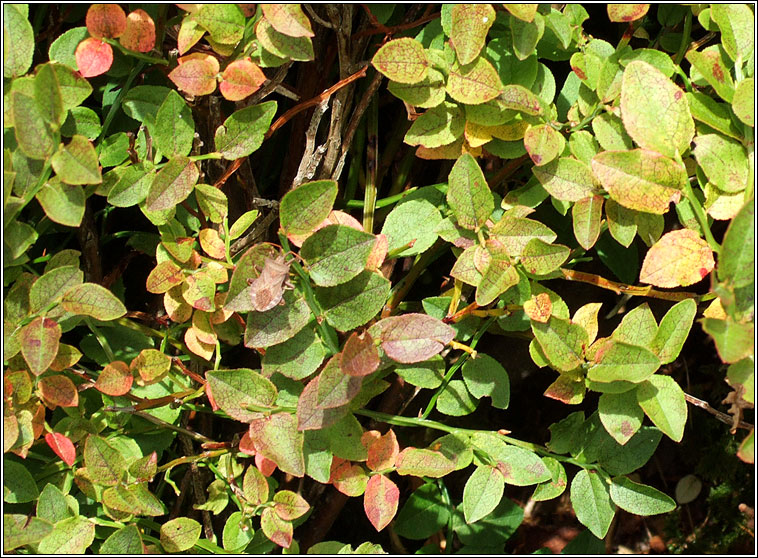 Bilberry, Vaccinium myrtillus, Fraoch�n