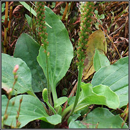 Greater Plantain, Plantago major, Cuach Ph�draig