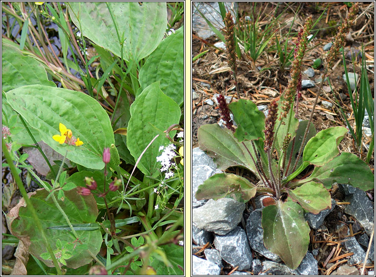 Greater Plantain, Plantago major, Cuach Ph�draig