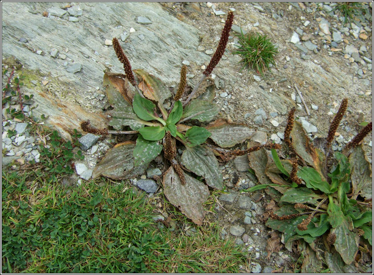 Greater Plantain, Plantago major, Cuach Ph�draig