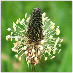 Ribwort Plantain, Plantago lanceolata, Sl�nus