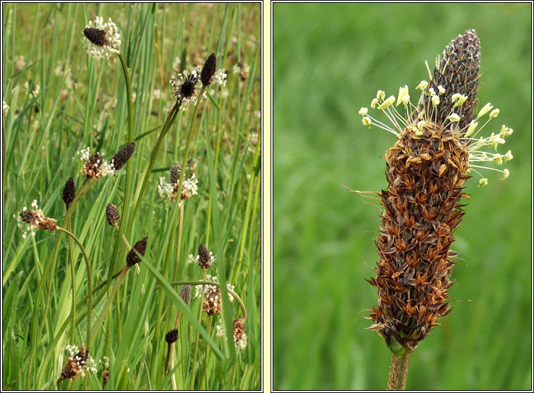 Ribwort Plantain, Plantago lanceolata, Sl�nus