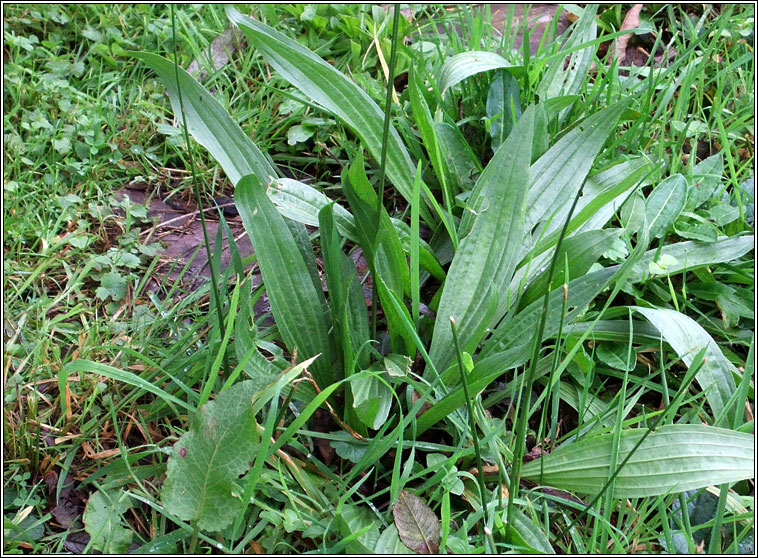 Ribwort Plantain, Plantago lanceolata, Sl�nus