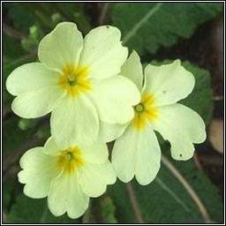 Primrose, Primula vulgaris, Sabhairc�n