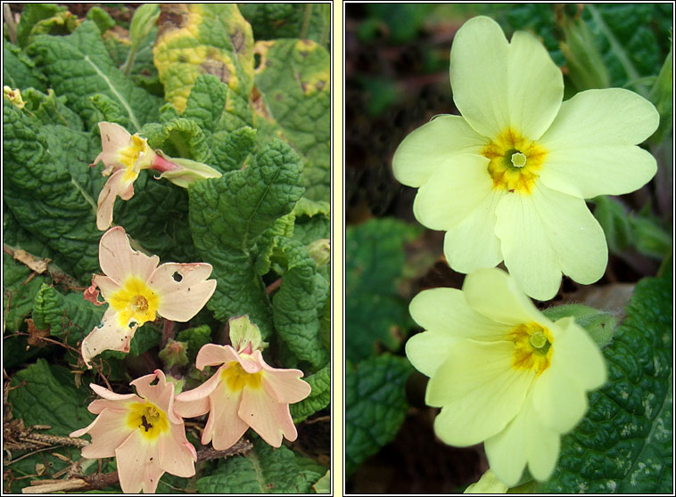 Primrose, Primula vulgaris, Sabhairc�n