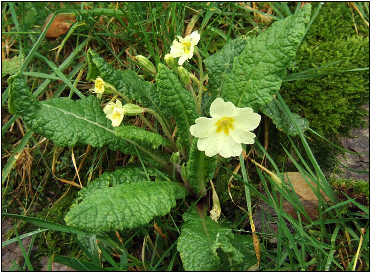 Primrose, Primula vulgaris, Sabhairc�n
