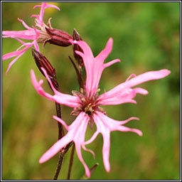 Ragged Robin, Silene flos-cuculi, Pl�r na cuaiche