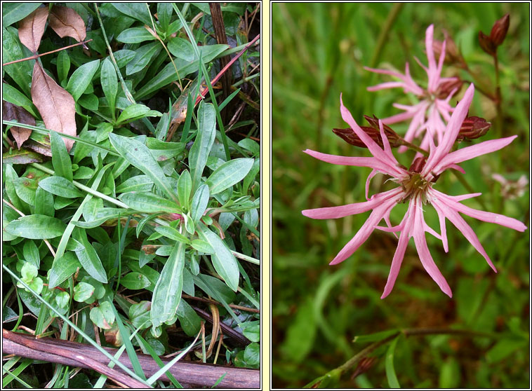 Ragged Robin, Silene flos-cuculi, Pl�r na cuaiche