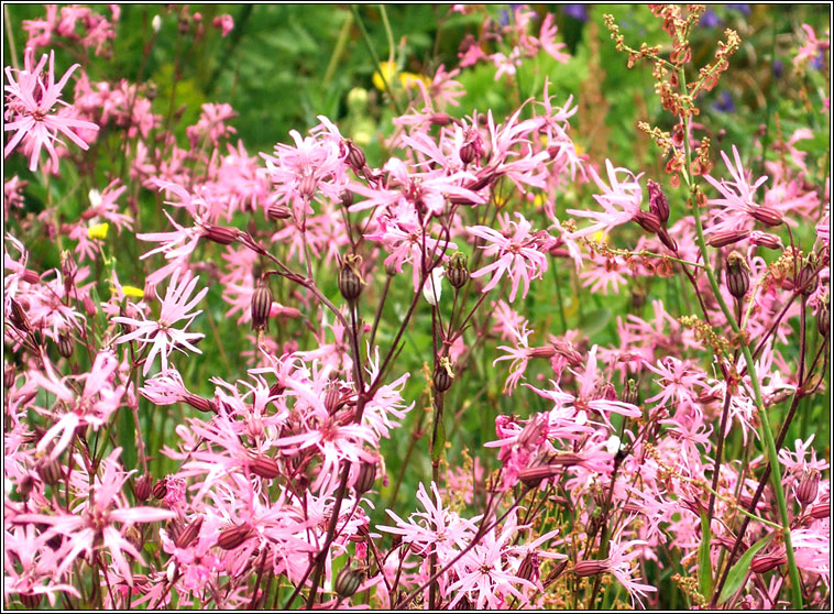 Ragged Robin, Lychnis flos-cuculi, Pl�r na cuaiche