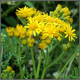 Ragwort, Jacobaea vulgaris, Buachal�n bu�