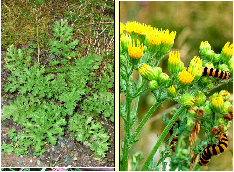 Ragwort, Jacobaea vulgaris, Buachal�n bu�