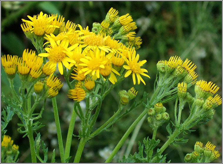Ragwort, Senecio jacobaea, Buachal�n bu�