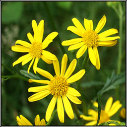 Marsh Ragwort, Jacobaea aquatica, Buachal�n corraigh
