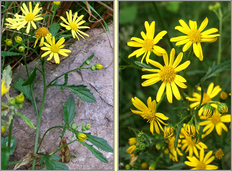 Marsh Ragwort, Jacobaea aquatica, Buachal�n corraigh