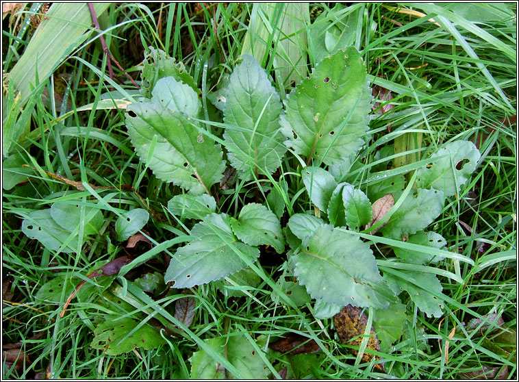 Marsh Ragwort, Jacobaea aquatica, Buachal�n corraigh