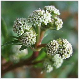 Sanicle, Sanicula europaea, Bod�n coille