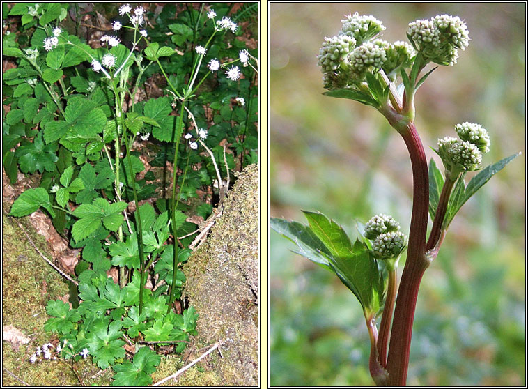 Sanicle, Sanicula europaea, Bod�n coille