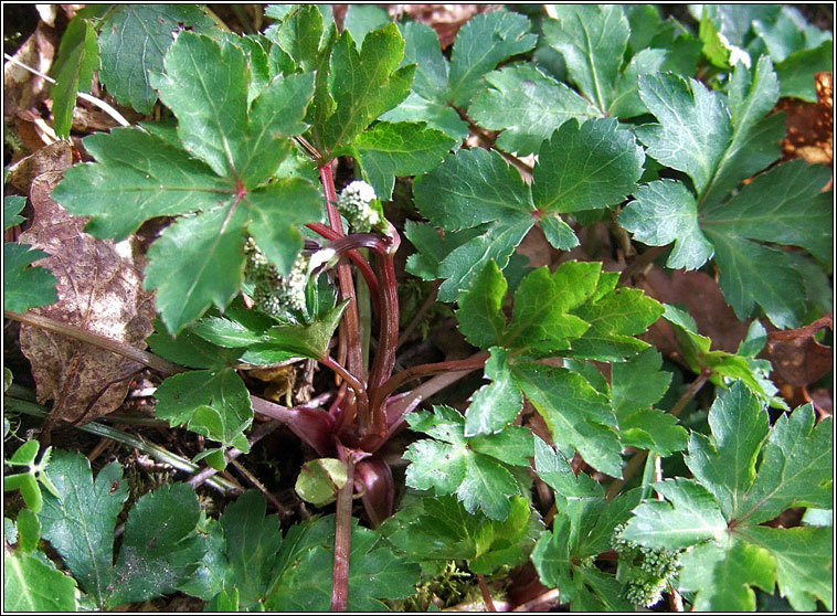 Sanicle, Sanicula europaea, Bod�n coille
