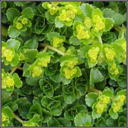 Opposite-leaved golden-saxifrage, Chrysosplenium oppositifolium, Gl�iris