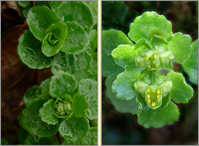Opposite-leaved golden-saxifrage, Chrysosplenium oppositifolium, Gl�iris