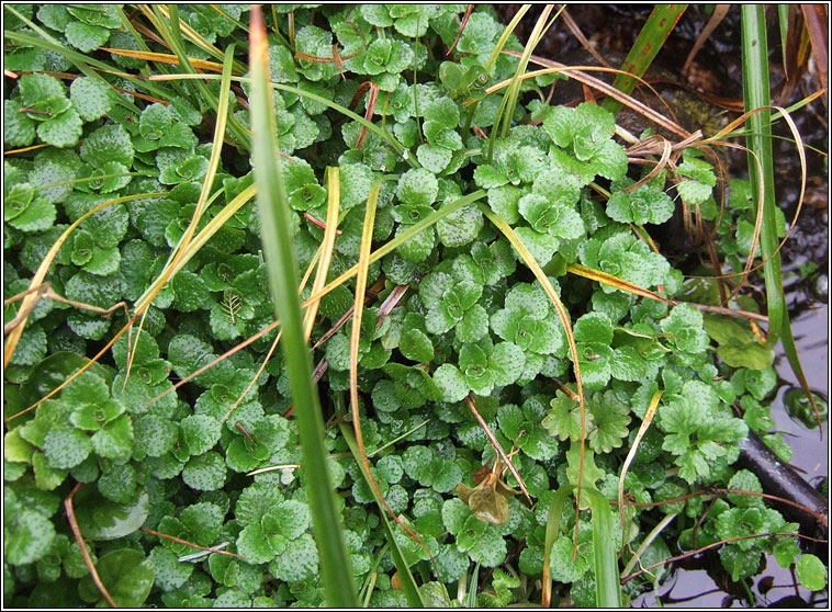 Opposite-leaved golden-saxifrage, Chrysosplenium oppositifolium, Gl�iris