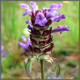 Selfheal, Prunella vulgaris, Du�n ceannchosach