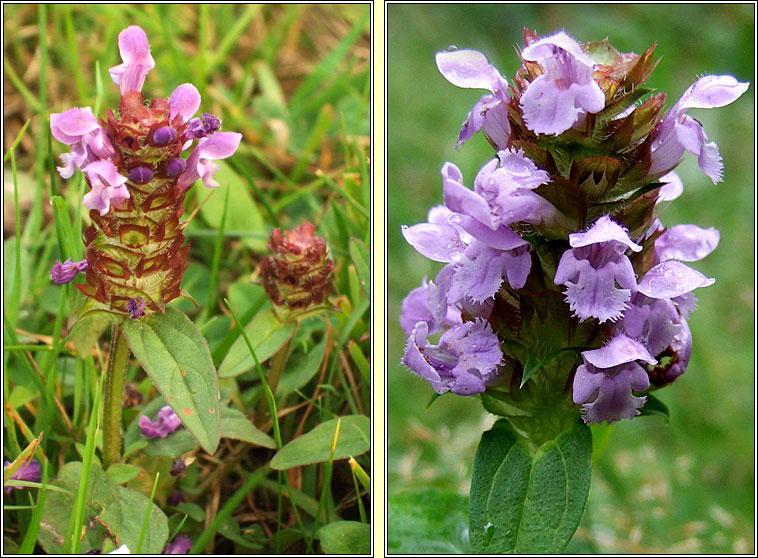 Selfheal, Prunella vulgaris, Du�n ceannchosach
