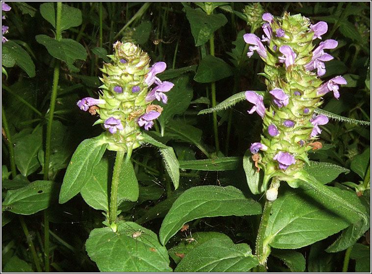Selfheal, Prunella vulgaris, Du�n ceannchosach
