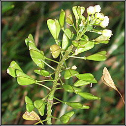 Shepherd's-purse, Capsella bursa-pastoris, Lus an spar�in