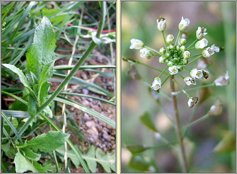 Shepherd's-purse, Capsella bursa-pastoris, Lus an spar�in