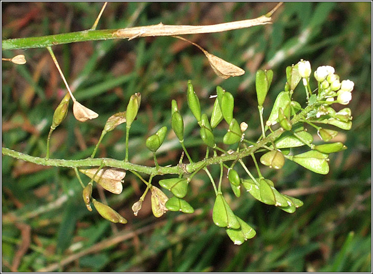 Shepherd's-purse, Capsella bursa-pastoris, Lus an spar�in