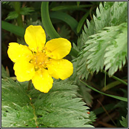 Silverweed, Potentilla anserina, Brioscl�n