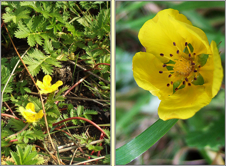 Silverweed, Potentilla anserina, Brioscl�n