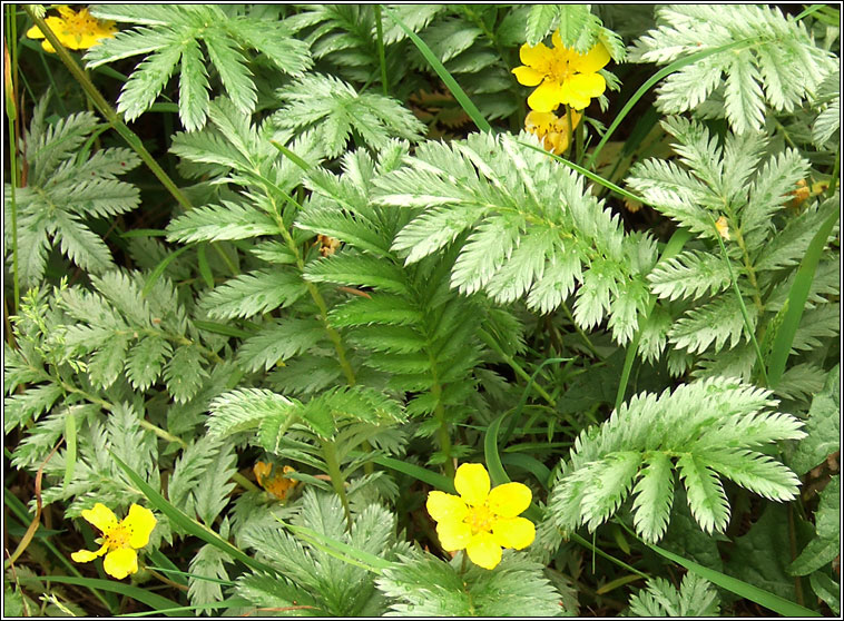 Silverweed, Potentilla anserina, Brioscl�n