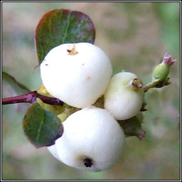 Snowberry, Symphoricarpos albus, P�ir�n sneachta