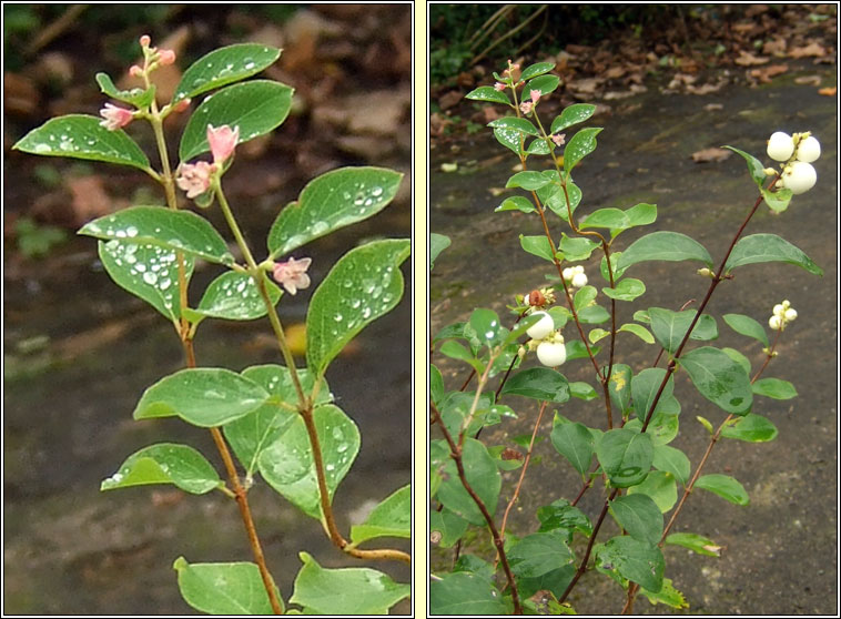 Snowberry, Symphoricarpos albus, P�ir�n sneachta